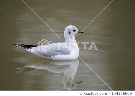 Close up of a black headed gull in winter lake in UK in December 2025 Close up of a black headed gull in winter lake in UK in December 2025 134556609