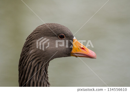 Greylag goose swimming in the lake, December 2025, United Kingdom Greylag goose swimming in the lake, December 2025, United Kingdom 134556610