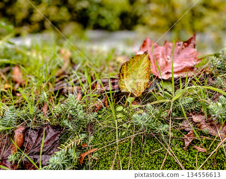 Macro shot showcasing textured moss and leafcovered rock Macro shot showcasing textured moss and leafcovered rock 134556613