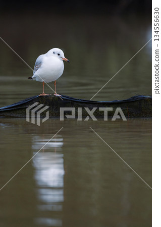 Close up of a black headed gull in winter lake in UK in December 2025 Close up of a black headed gull in winter lake in UK in December 2025 134556630