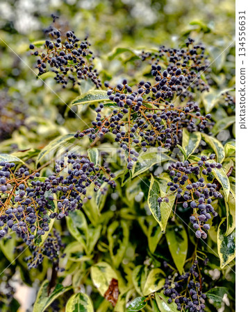 Juicy purple fruits cluster on winterblooming shrub amid vibrant foliage Juicy purple fruits cluster on winterblooming shrub amid vibrant foliage 134556631