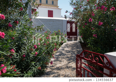 Pink oleander garden on both sides of path to villa at  Santorini or  Crete or Corfu or Mykonos or Spetses 134556637
