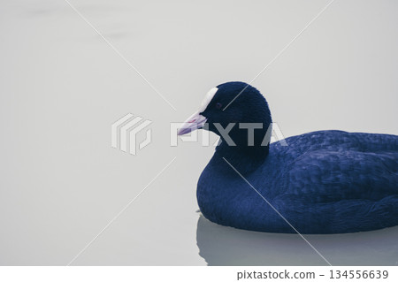 Eurasian Coot bird black duck swimming in a lake, December 2025, U.K. Eurasian Coot bird black duck swimming in a lake, December 2025, U.K. 134556639