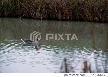 Greylag goose swimming in the lake, December 2025, United Kingdom Greylag goose swimming in the lake, December 2025, United Kingdom 134556667