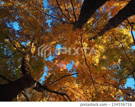 Looking up at the maple tree 134556716