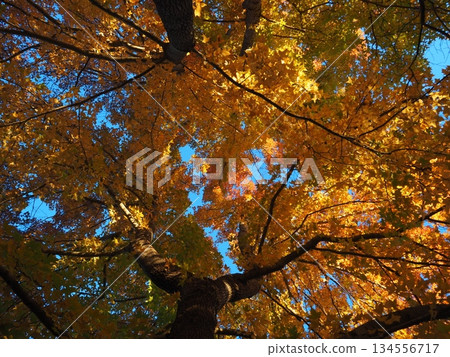 Looking up at the maple tree 134556717