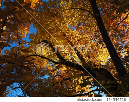 Looking up at the maple tree 134556718