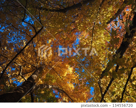 抬頭望著楓樹 抬頭望著楓樹 134556720