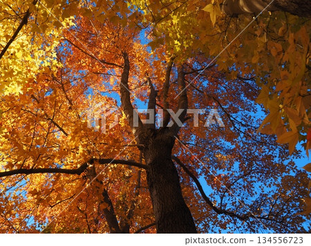 Looking up at the maple tree Looking up at the maple tree 134556723