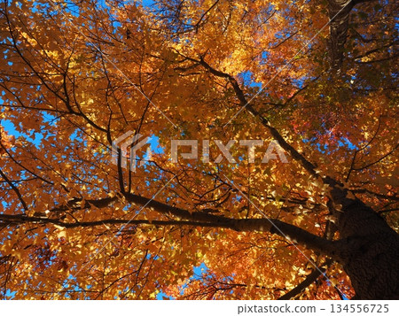 Looking up at the maple tree 134556725