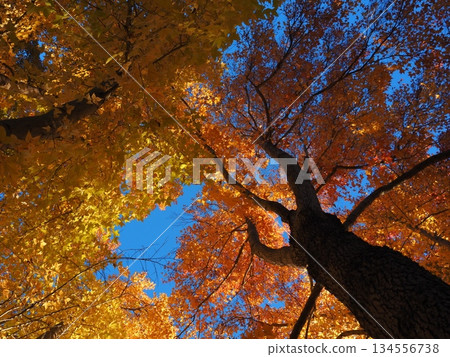 抬頭望著楓樹 抬頭望著楓樹 134556738