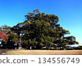Jakushin's Camphor Tree, a Giant Tree in Kumamoto Prefecture 134556749