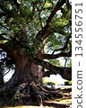 Jakushin's Camphor Tree, a Giant Tree in Kumamoto Prefecture 134556751