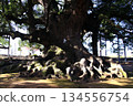 Jakushin's Camphor Tree, a Giant Tree in Kumamoto Prefecture 134556754