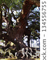 Jakushin's Camphor Tree, a Giant Tree in Kumamoto Prefecture 134556755