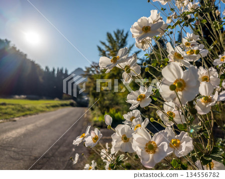 Flowered country road Flowered country road 134556782