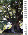 Jakushin's Camphor Tree, a Giant Tree in Kumamoto Prefecture 134556785