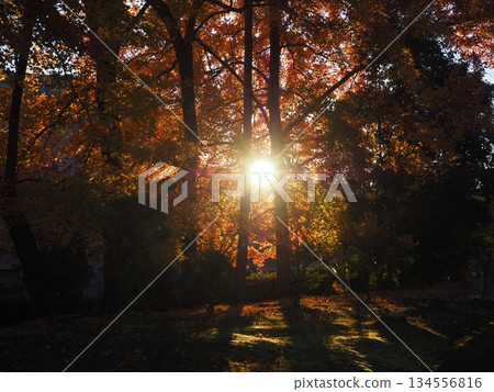 Autumn leaves of sweetgum and sunlight filtering through the trees 134556816