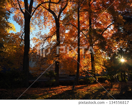 Autumn leaves of sweetgum and sunlight filtering through the trees 134556817