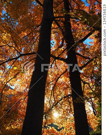Autumn leaves of sweetgum and sunlight filtering through the trees Autumn leaves of sweetgum and sunlight filtering through the trees 134556819