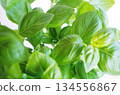 Basil leaves, young leaves, growing in natural light 134556867