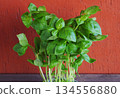Basil leaves, young leaves, growing in natural light 134556880