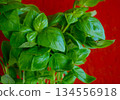 Basil leaves, young leaves, growing in natural light 134556918