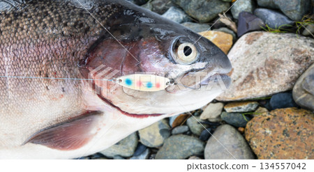 Rainbow trout caught fly fishing tackle. Angler releasing an trout. Trout fish caught on the spinner by fisherman. Northern fishing. Successful fishing concept. 134557042