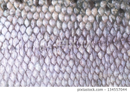 Pattern texture of trout skin. Macro shot rainbow trout skin surface texture background. Close up picture of texture of trout skin detail. Pattern texture of trout skin. Macro shot rainbow trout skin surface texture background. Close up picture of texture of trout skin detail. 134557044