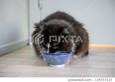 Black and white cat drinking water from bowl indoors Black and white cat drinking water from bowl indoors 134557115
