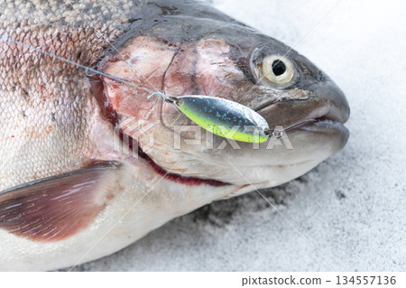 Rainbow trout caught fly fishing tackle. Angler releasing trout. Trout fish caught on the spinner by fisherman. Northern fishing. Successful fishing concept. 134557136
