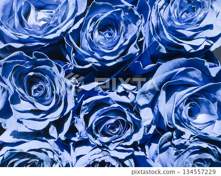 Beautiful blue roses texture background.Rose pattern 134557229