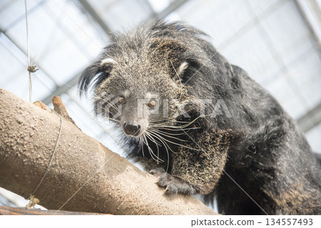 Binturong on a tree 134557493