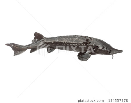 Fresh sturgeon fish isolated on white background. 134557578