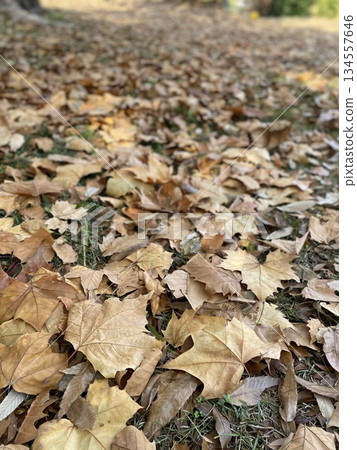 Background image of an autumn park with fallen leaves in the foreground Background image of an autumn park with fallen leaves in the foreground 134557646