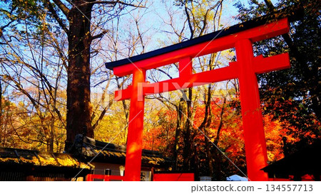 Autumn Torii gate among autumn leaves Autumn Torii gate among autumn leaves 134557713