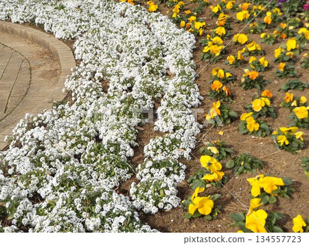 Cute yellow viola flowers and white North Pole flowers 134557723