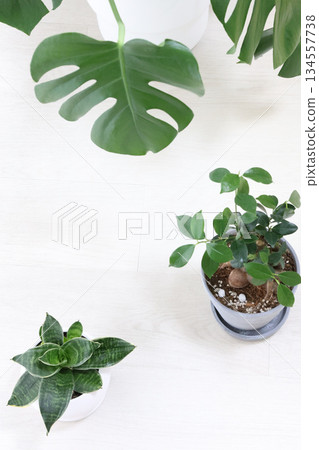 Ornamental plants in the living room 134557738
