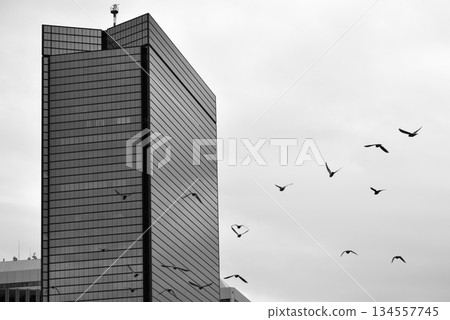 Modern Skyscraper with Birds in Black and White Modern Skyscraper with Birds in Black and White 134557745