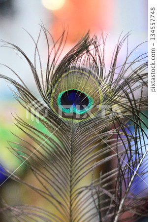 Vibrant Peacock Feather Close-Up Vibrant Peacock Feather Close-Up 134557748