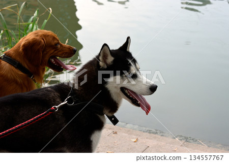 Siberian Husky and Golden Retriever by the Lake Siberian Husky and Golden Retriever by the Lake 134557767