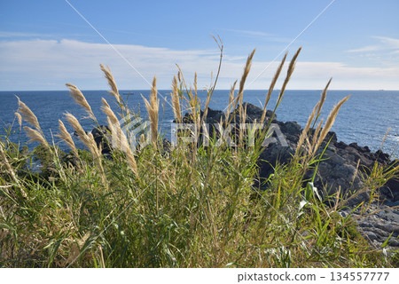 Coastal Grasses and Rocky Shoreline 134557777