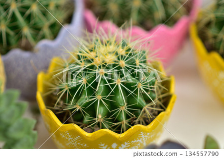 Cactus in Yellow Decorative Pot Cactus in Yellow Decorative Pot 134557790