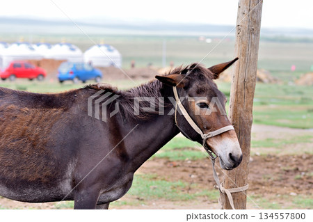 Donkey Tied to a Post in Rural Landscape Donkey Tied to a Post in Rural Landscape 134557800