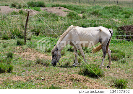 White Horse Grazing in a Field White Horse Grazing in a Field 134557802