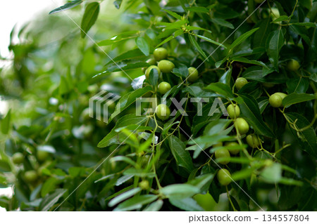 Lush Green Plant with Small Fruits 134557804