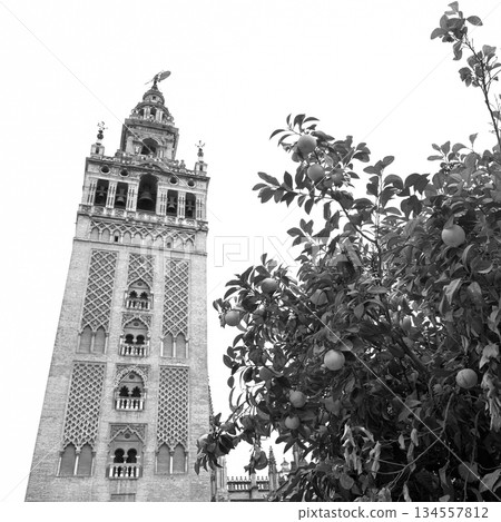 Bell tower of the Seville Cathedral of Saint Mary of the See in Seville, Andalusia, Spain Bell tower of the Seville Cathedral of Saint Mary of the See in Seville, Andalusia, Spain 134557812
