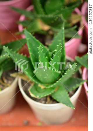 Potted Aloe Vera Plant with Spiky Green Leaves Potted Aloe Vera Plant with Spiky Green Leaves 134557817