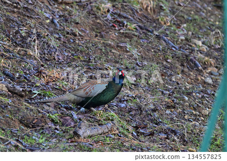 pheasant pheasant 134557825