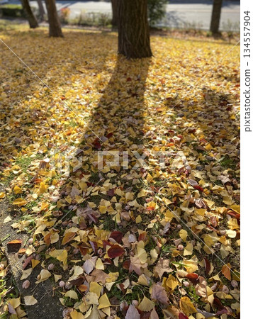秋日公園落葉紛飛，陽光透過樹葉灑下斑駁的光影。 134557904